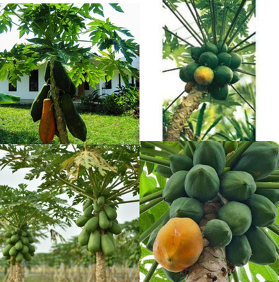 sbains papaya 15 Number Papaya Seeds no of seeds 90 Seed(90 per packet)