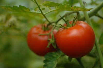 Farmhook tomato Seed(100 per packet)