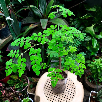 CYBEXIS LX-13 - Moringa | Drumstick (Miracle Tree) - (150 Seeds) Seed(150 per packet)