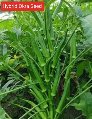 HYBRID 1kg Hybrid okra/ ladyfinger seeds Highest yield variety early fruiting Seed(1 kg)