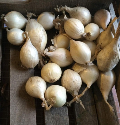 Qualtivate ICRA-4A Onion White Seeds Seed(500 per packet)