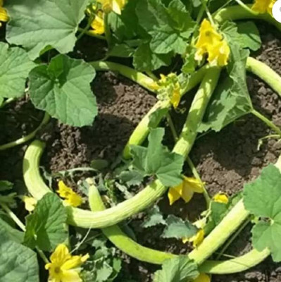 Aywal Hybrid Cucumber Kakri - Long Melon Seed(450 per packet)