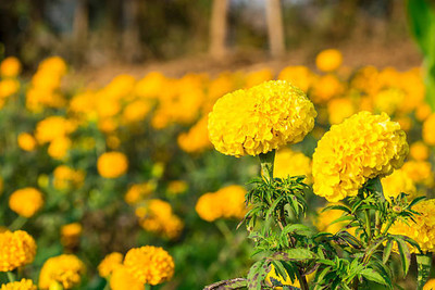 JDM marigold/gende ka phool flower seeds Seed(50 per packet)