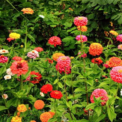 VibeX ATS-84 - Hybrid of Zinnia Lilliput Multicolor Summer flowers - (270 Seeds) Seed(270 per packet)
