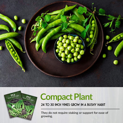 CYBEXIS LX-98 - Sugar Daddy Snap Pea - (100 Seeds) Seed(100 per packet)