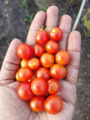 Pbevergreen Cherry Tomato Seed(40 per packet)