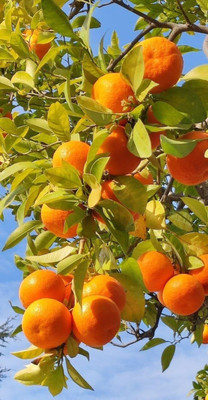 Aywal Sweet Mosambi Citrus Seed(37 per packet)
