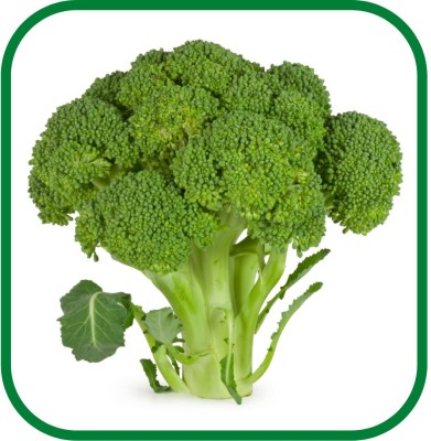 VibeX NDIR-51 - Winter Broccoli - (1350 Seeds) Seed(1350 per packet)