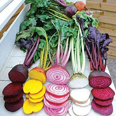 CYBEXIS Rainbow Beetroot Seed2000 Seeds Seed(2000 per packet)
