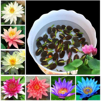 AloGardening Mixed Colour lotus Seed Per Packet- 7 Pc Seed(7 per packet)