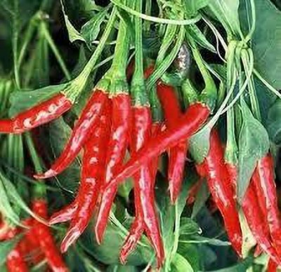 greenfarm XCZI- Chilli Seeds , Mirchi seeds Pure Organic , 300 per packet , GC65 Seed(300 per packet)