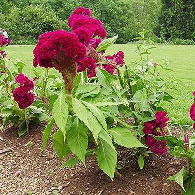 Lorvox Cockscomb Hybrid Flower Seed(80 per packet)