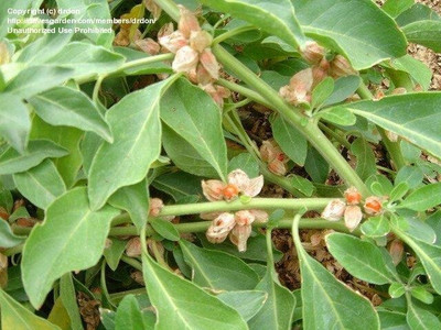 XOLDA Ashwagandha herbs Seed(23 per packet)