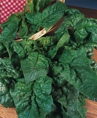 CYBEXIS Seeds of Vegetable Spinach Giant Winter-500 Seeds Seed(500 per packet)