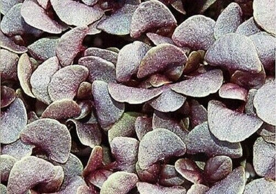 Qualtivate GUA-12 Red Rubin Basil Seeds Seed(1000 per packet)