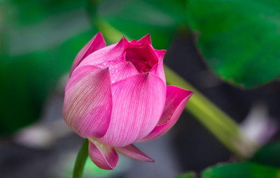 the green dotcom Organic Aquatic Lotus Flower Seeds, Mixed Varieties Seed(20 per packet)