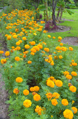 Unimart marigold/gende ka phool flower seeds Seed(50 per packet)