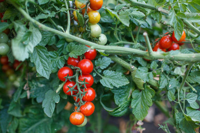 clause tomato Seed(135 per packet)