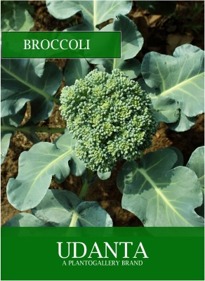 Udanta Broccoli Vegetable Seeds For Kitchen Garden Avg 30-40 Seeds Pkts Seed(1 per packet)