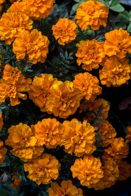 SOWCAN marigold,gende ka phool seeds Seed(22 per packet)