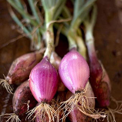 WILLVINE XLL-537 Red Long of Tropea Onion Seeds -3000 Seeds Seed(3000 per packet)
