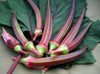 Aywal Red Okra Seed(2000 per packet)