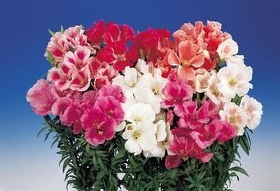 Lorvox Clarkia Elegance Double mixed flower Seed(95 per packet)
