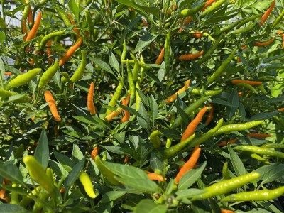 Qualtivate RES-5A Orange Thai Heirloom Chilli Pepper Premium Seed(300 per packet)