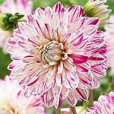 Epazo Mix Color Dahlia Seed(130 per packet)