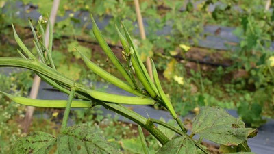 Oliver CLUSTER BEANS SEEDS Seed(35 per packet)