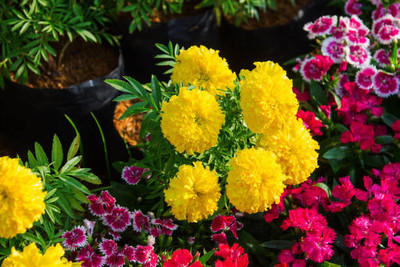 Veggie Paajis marigold/gende ka phool flower seeds Seed(50 per packet)