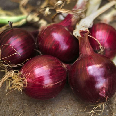 WILLVINE NKR -I Red Burgundy Onion Seeds [2.5g] Seed(1500 per packet)