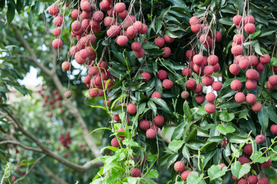 MAA LITCHI,LICHEE,LYCHEE Seed(10 per packet)