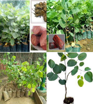 ibains red chandan plant seeds beez 11 Seed(11 per packet)
