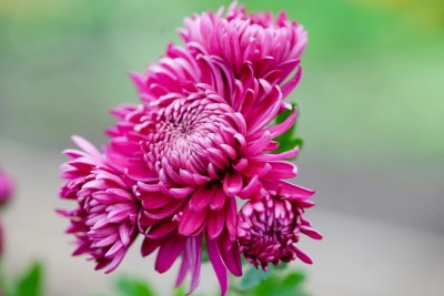 Liance Pink chrysanthemum flower Seed(500 per packet)