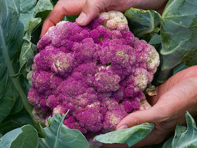 CYBEXIS Purple of Sicily Cauliflower Variety2000 Seeds Seed(2000 per packet)