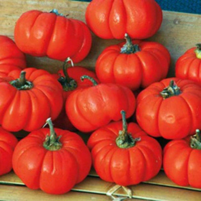 Qualtivate PUA-6A Pumpkin On A Stick Brinjal Seeds Seed(300 per packet)