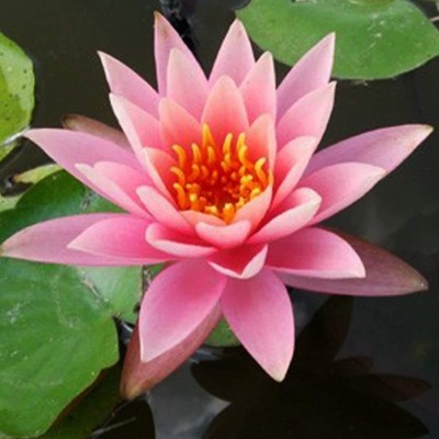 CYBEXIS HUA-65 - Aquatic Water Lily/Lotus - (30 Seeds) Seed(30 per packet)