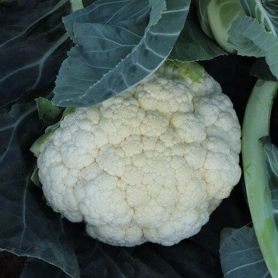 Quentova Cauliflower – Aerospace-3I-AJ Seed(300 per packet)