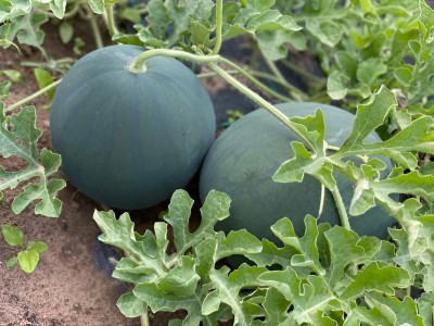 Seedsilk Store Watermelon Seeds Hybrid | Puchakaya Planting Seed(50 per packet)