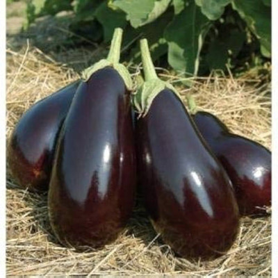 BDSresolve brinjal seeds for home garden/brinjal seeds 64 Seed(64 per packet)