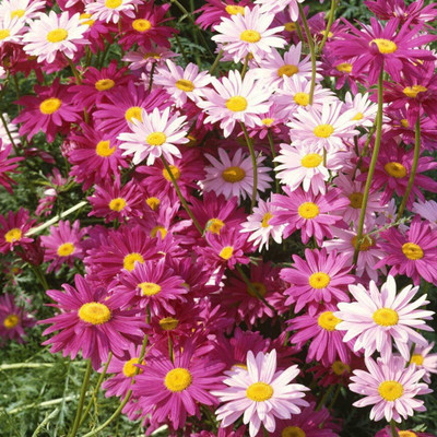VibeX VVI-72 - Organic Daisy Chrysanthemum Colorful Fresh Premium Flower - (30 Seeds) Seed(30 per packet)