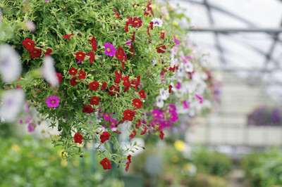 WHADE Multiflora Petunia Flower Seed(70 per packet)