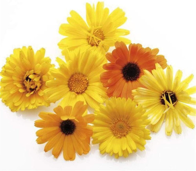 CRGO CALENDULA Seed(100 per packet)