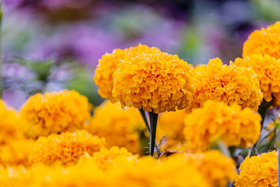 Legea marigold/gende ka phool flower seeds Seed(50 per packet)