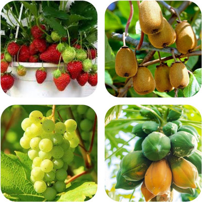 seedx Strawberry ,Grapes ,Kiwi ,Papaya Fruit Combo Pack Seed(20 per packet)