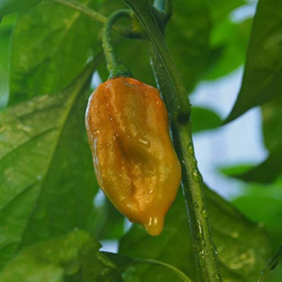 ibains Mirchi seeds Seed(350 per packet)