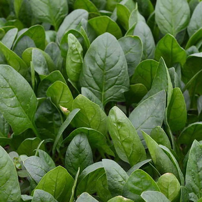 CYBEXIS Non-GMO Green Vegetable Spinach Seeds 2000 Seeds Seed(2000 per packet)