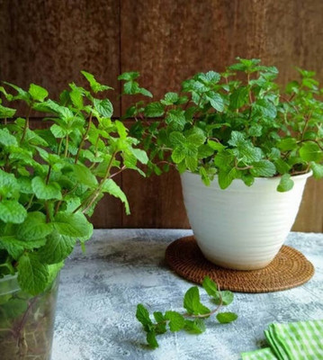 Quentova Organic Peppermint Herb-VISHVA-9N Seed(250 per packet)