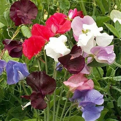 Lorvox Flower Seeds - Sweet Pea (Giant Wave Mixed) Seed(24 per packet)